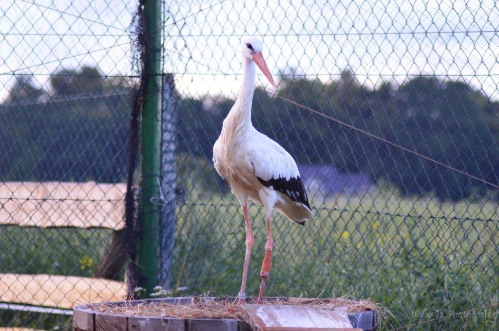 Agroturystyka Klekusiowo Boleslawiec  Buitenkant foto
