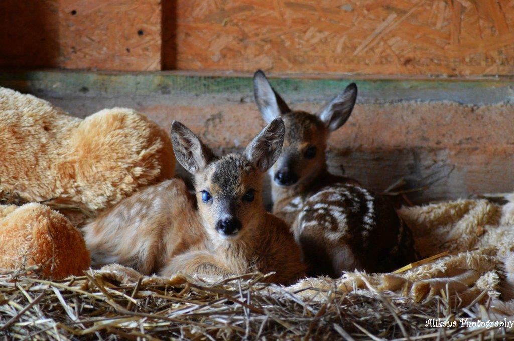 Agroturystyka Klekusiowo Boleslawiec  Buitenkant foto